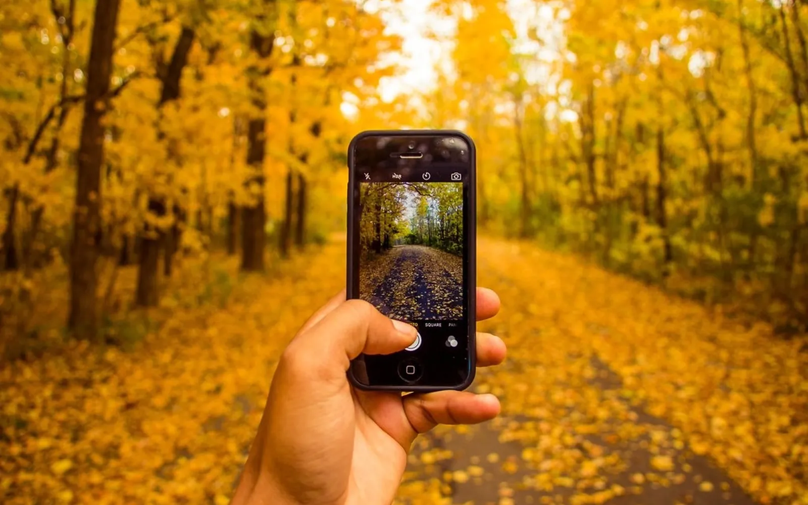 A hand holding a smartphone up against a path covered in yellow autumn leaves